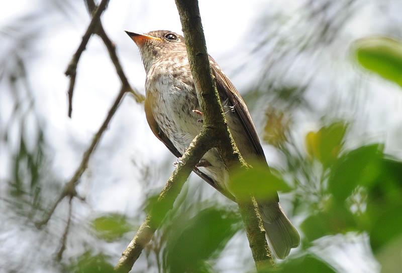 DSC_7222a_(Dark-sided Flycatcher).jpg