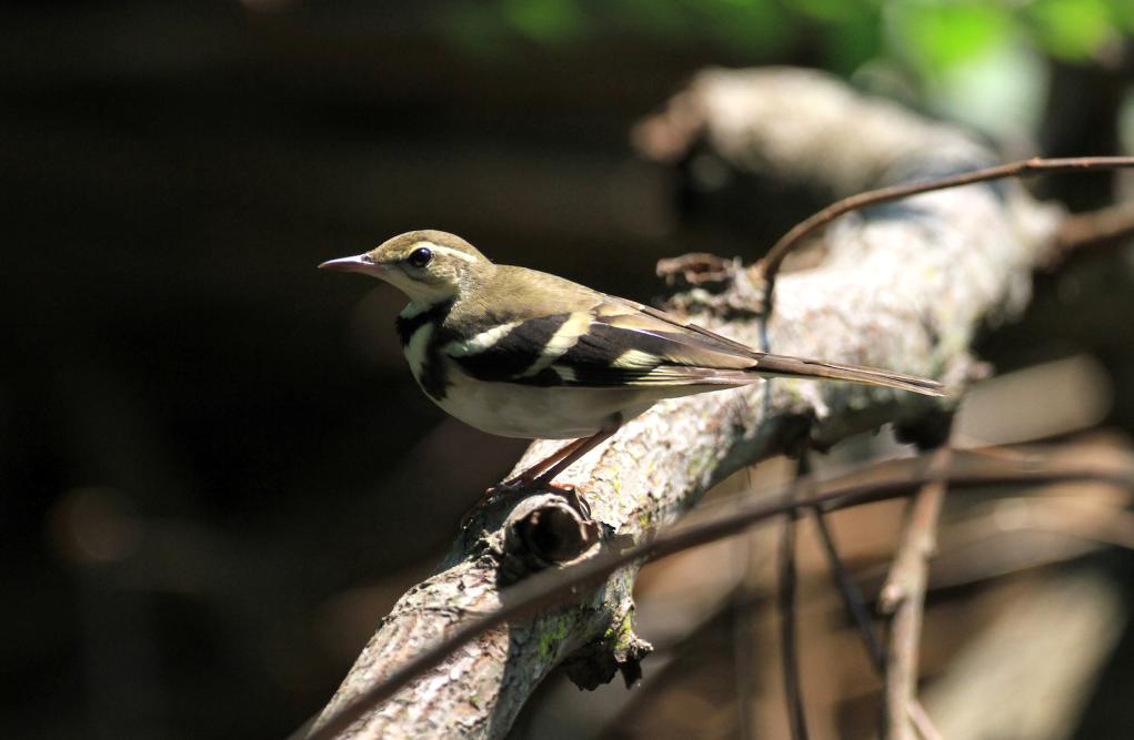 forest wagtail01.JPG