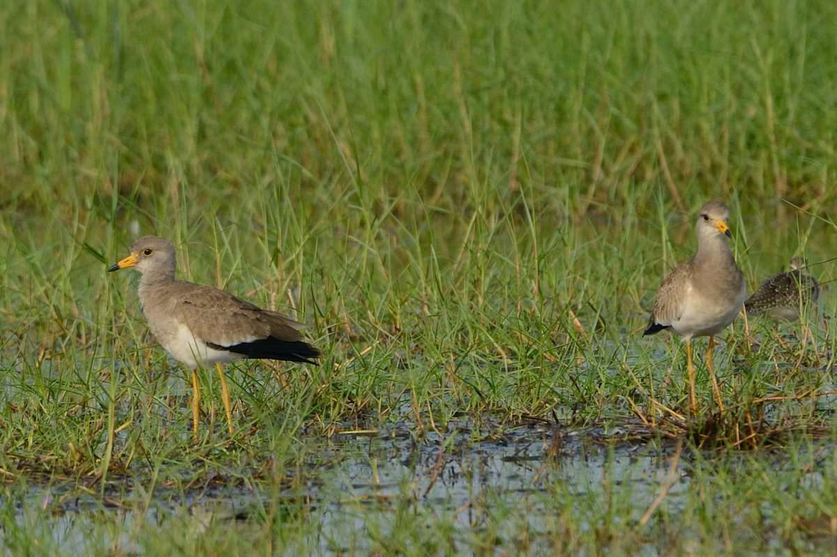 20121006Greyheaded lapwing_2212ss.jpg