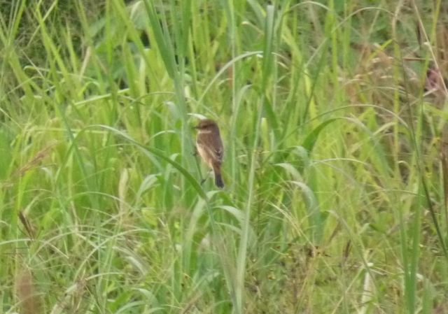 grey bushchat.jpg