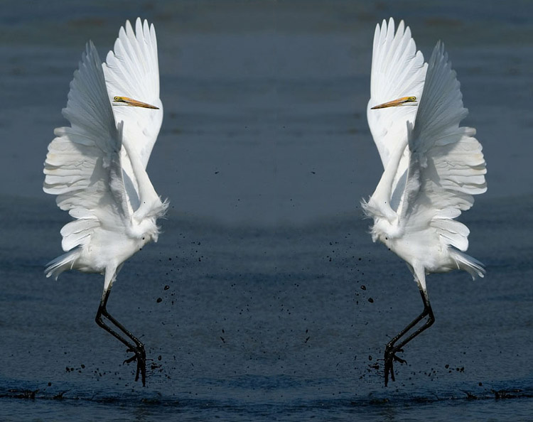Egret.jpg