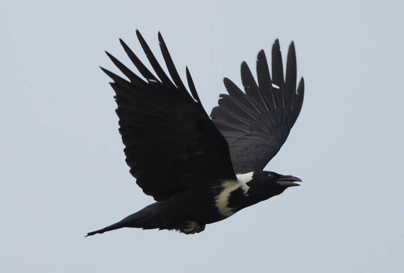 DSC_8203a_(Collared Crow).jpg