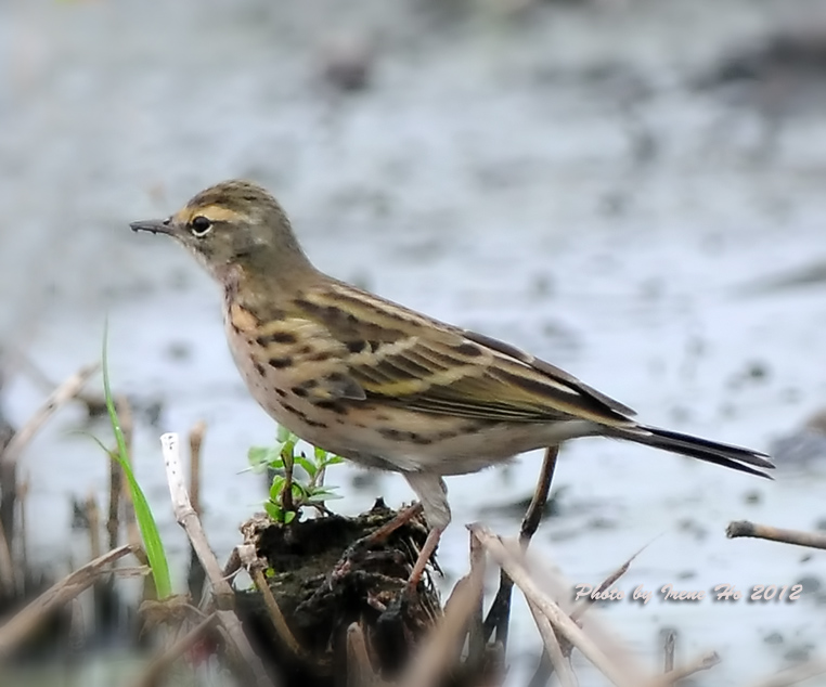 Rosy Pipit 3.jpg