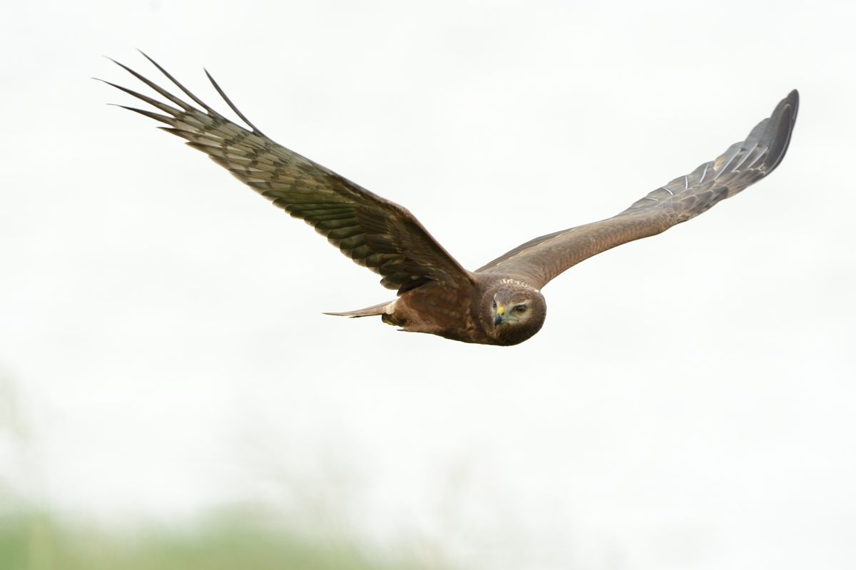 20121026Pied Harrier_3177s.jpg