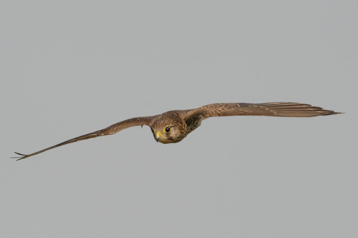 20121106Kestrel_9489s.jpg