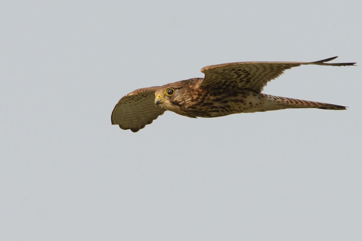 20121106Kestrel_9620s.jpg