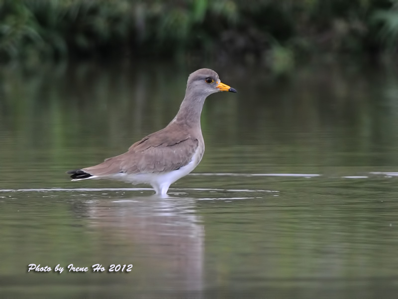 Grey-headed Lapwing1.jpg