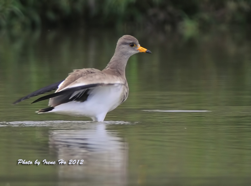 Grey-headed Lapwing2.jpg