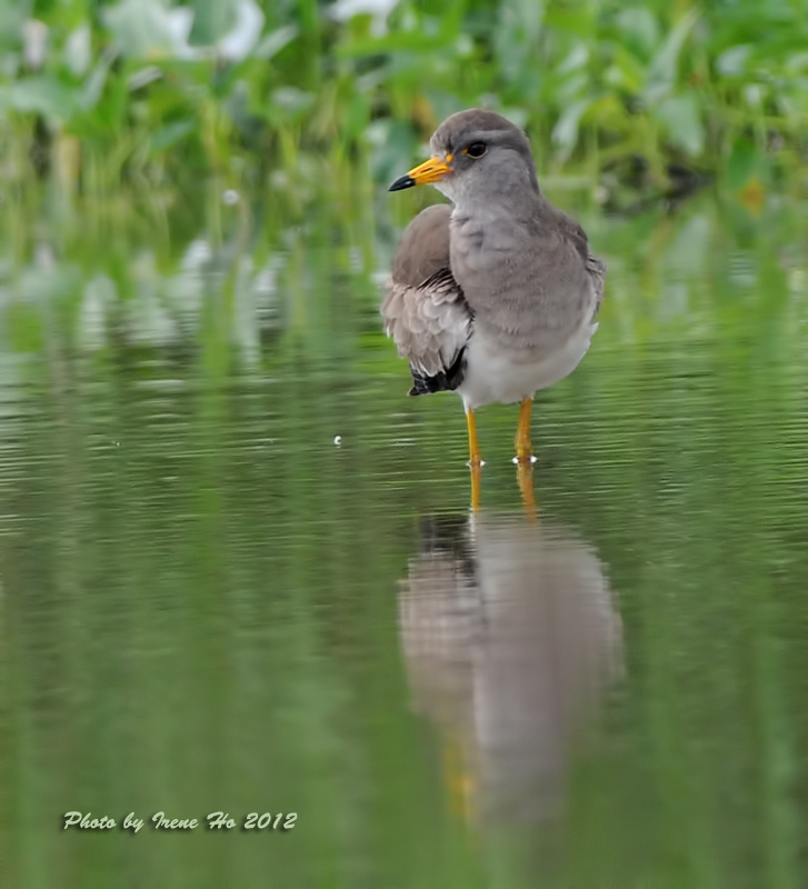 Grey-headed Lapwing3.jpg