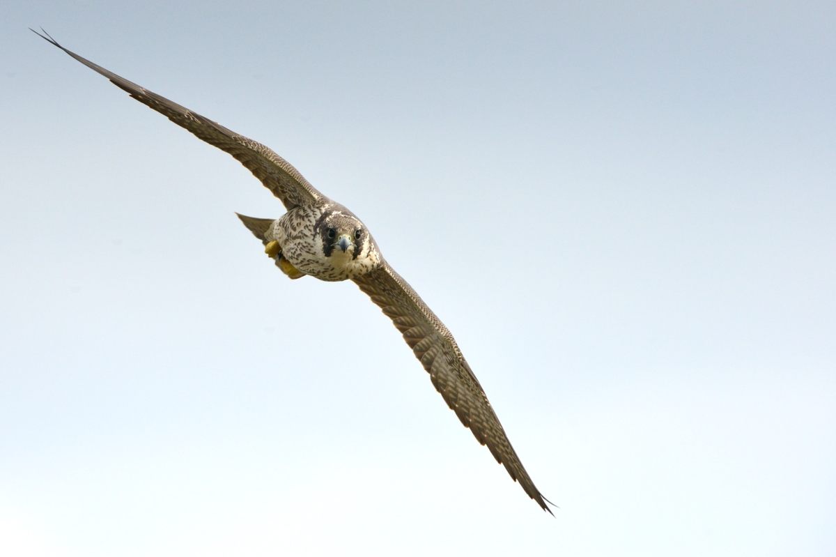 20121111Peregrine Falcon_0153s.jpg