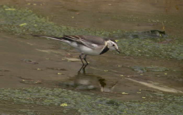 DSCN2591 white Wag ssp. side.jpg