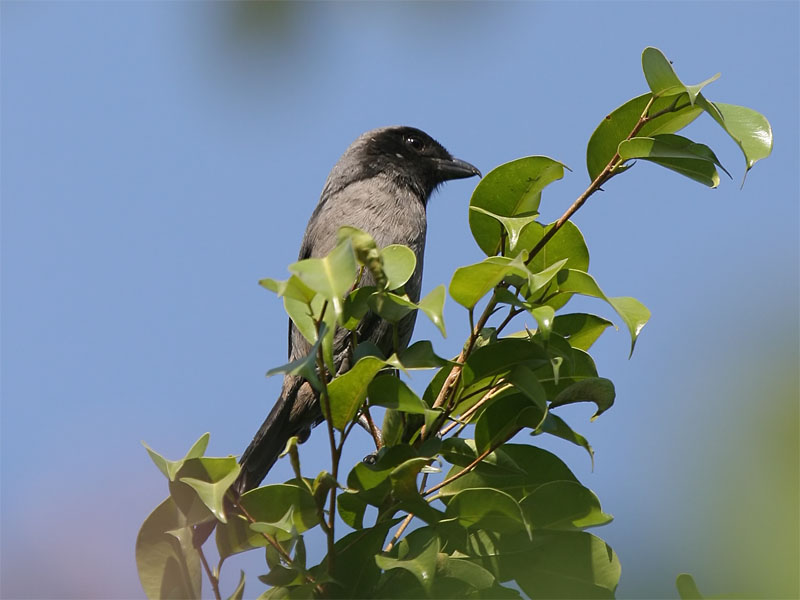 Long-tailed Shrike dark morph.jpg