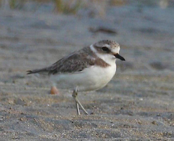 shui-hau-plover2012Nov19_web.jpg