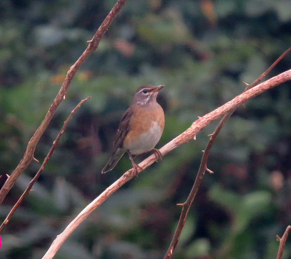 Eye-browed-thrush2.jpg