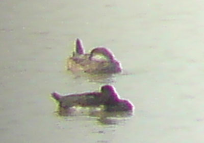 Black Scoter1.jpg