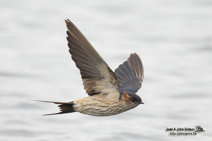 Hirundo_daurica3-01.jpg