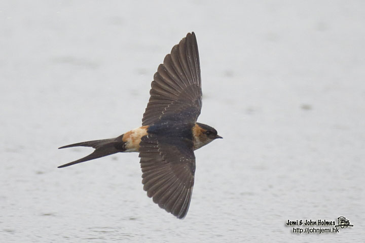 Hirundo_daurica8-01.jpg