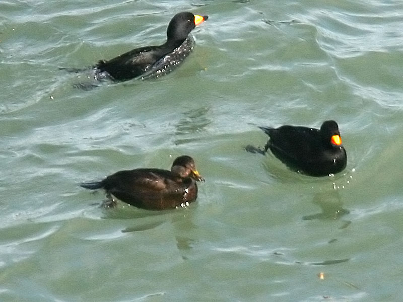 Black scoters.jpg