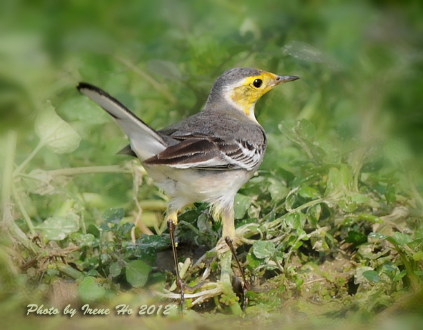 Citrine Wagtail 2.jpg