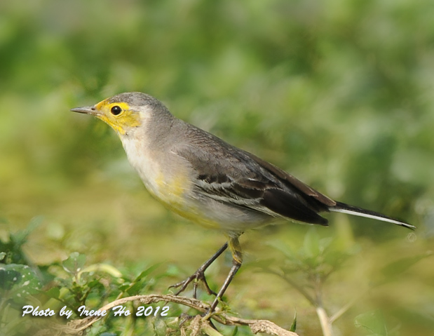 Citrine Wagtail 3.jpg