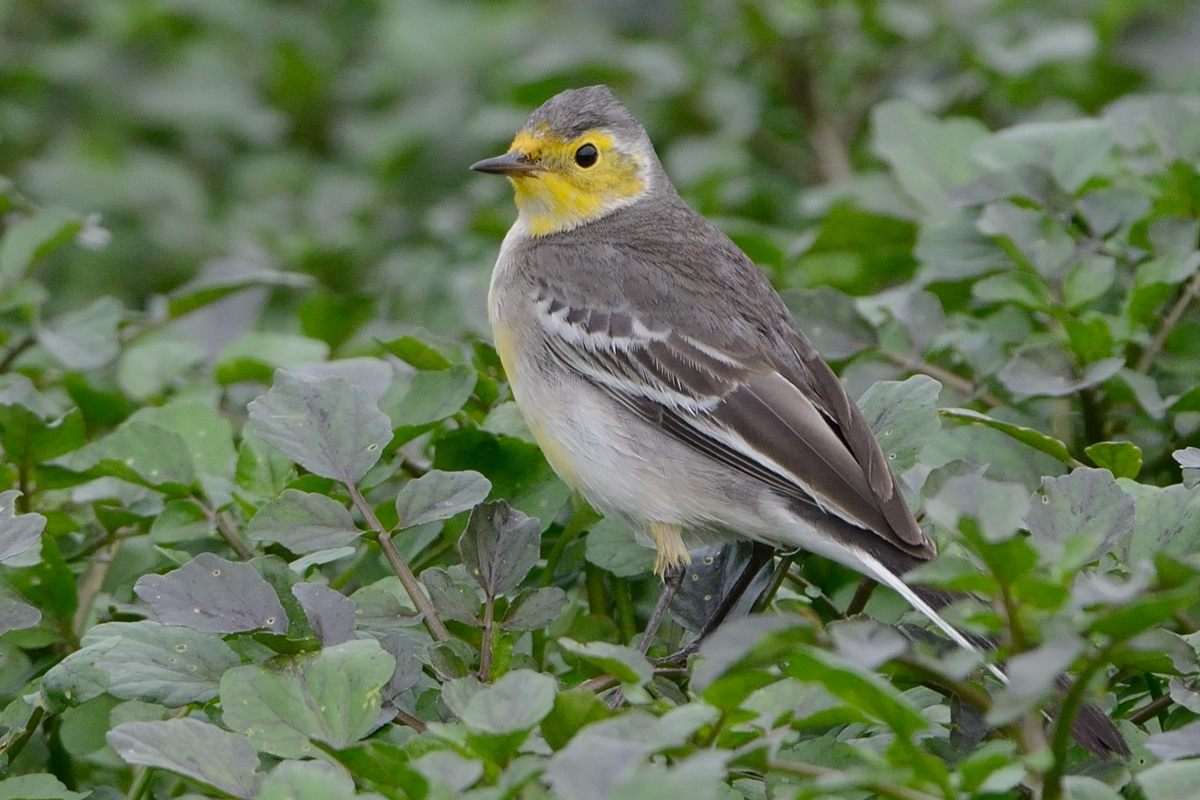 20121210Citrine Wagtail_LV_1788ss.jpg