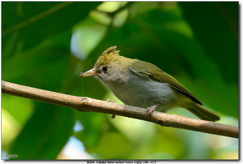 畫眉科_白腹鳳眉 White-bellied Yuhina-大埔滘_CWS_4175.jpg