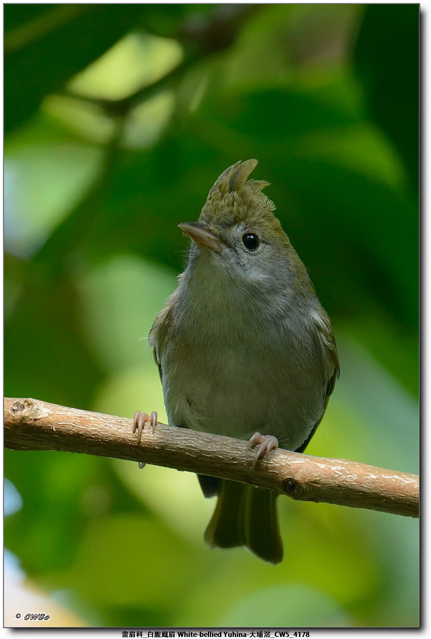 畫眉科_白腹鳳眉 White-bellied Yuhina-大埔滘_CWS_4178.jpg