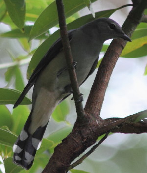 Black-winged Cuckooshrike.jpg