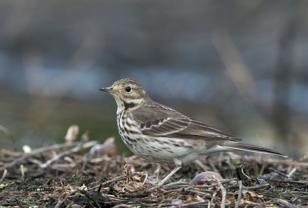 Buff-bellied Pipit 黃腹鷚 DSC_0018s.jpg