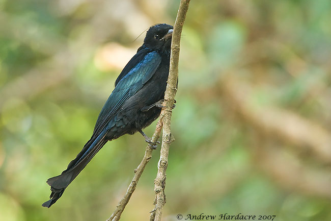 Hair-crested-drongo-pab.jpg