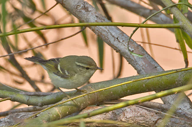 Yellow-browed-warbler.jpg