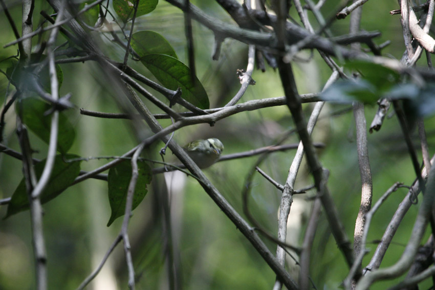 OgilviegrantiLeafWarbler_MG_9104GuangxiShiziShan20110804.jpg