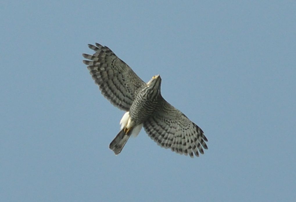 DSC_0484.JPG