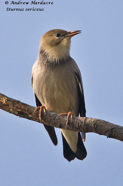 bRed-billed-starling-2.jpg