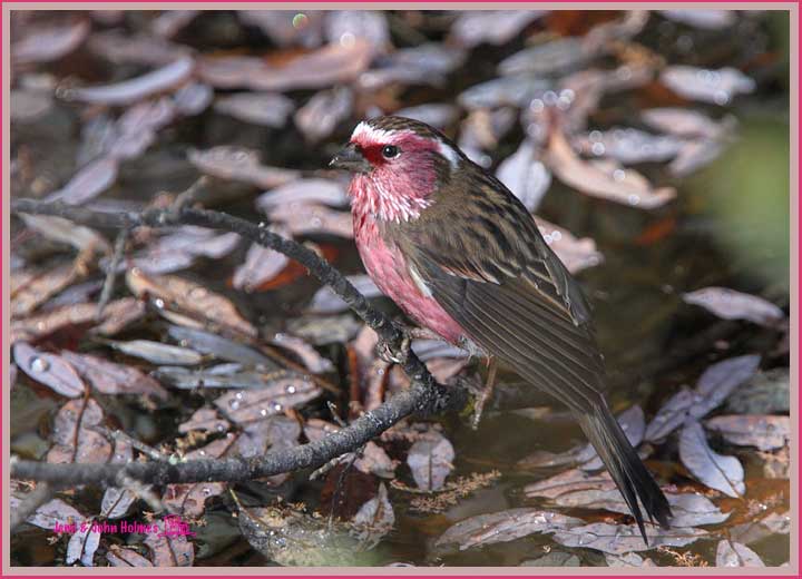 wbrosefinch_7839-01.jpg