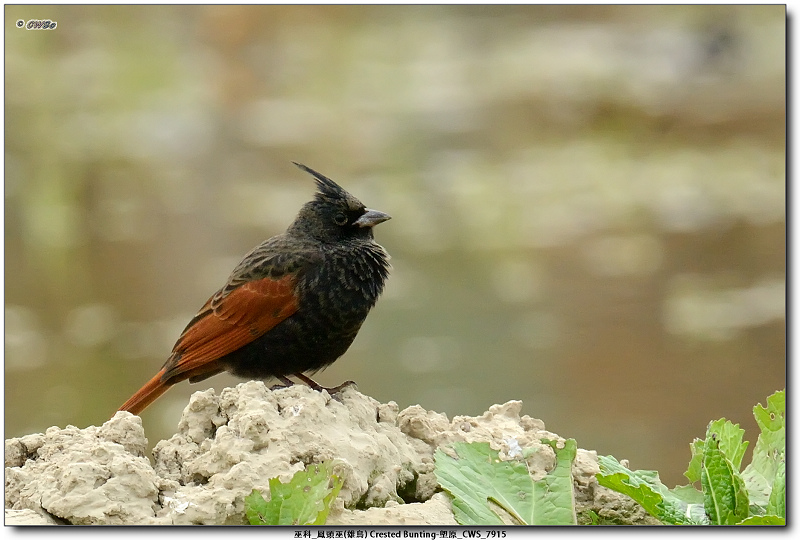 巫科_鳳頭巫(雄鳥) Crested Bunting-塱原_CWS_7915.jpg