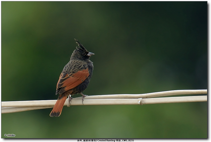 巫科_鳳頭巫(雄鳥) Crested Bunting-塱原_CWS_8235.jpg