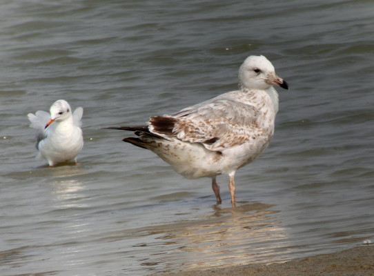 Caspian Gull.jpg