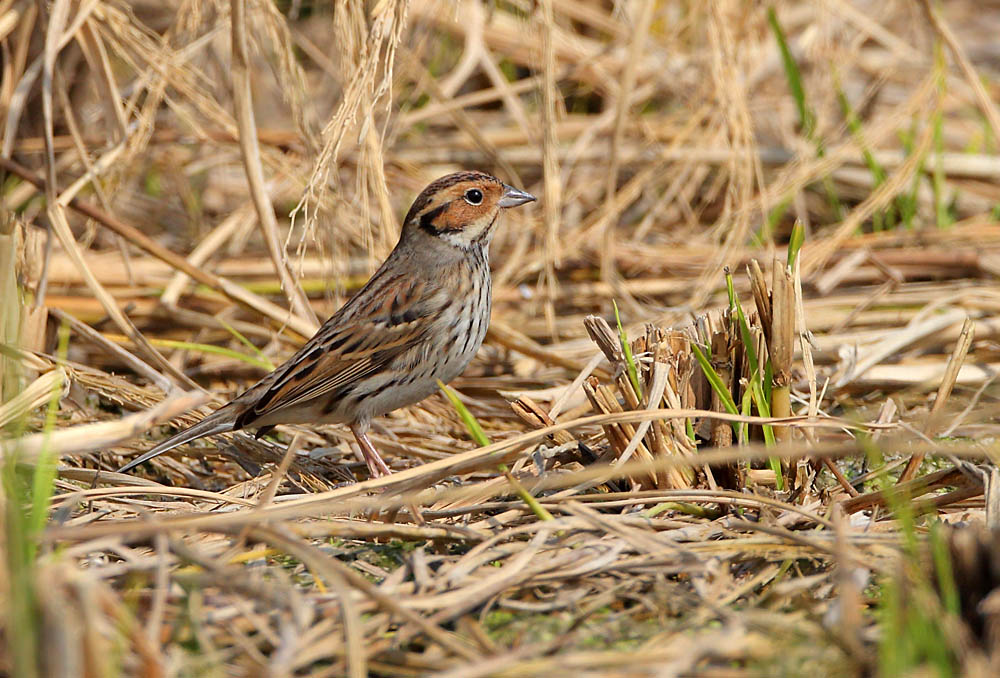 little Bunting 5B3C0972.jpg