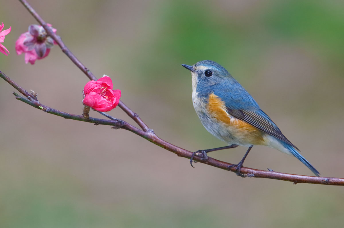 _62U9963-red-flanked-bluetail-.jpg