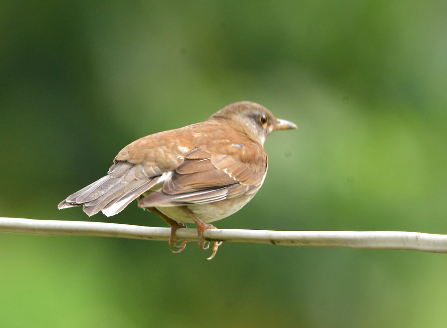 Pale Thrush_LV 130129.jpg