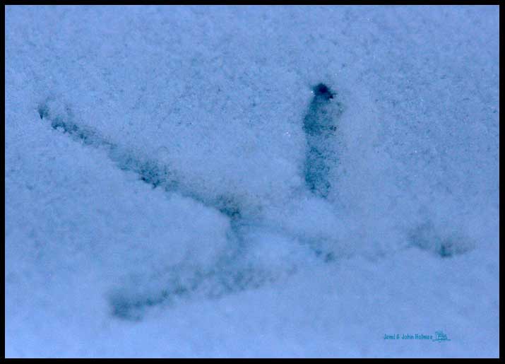 Pheasant-foot-print.jpg