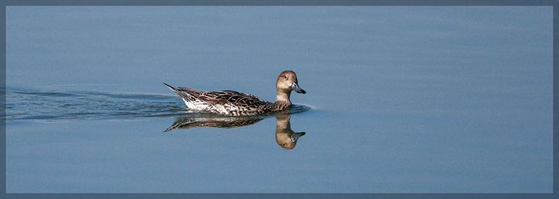 Northern Pintail.jpg