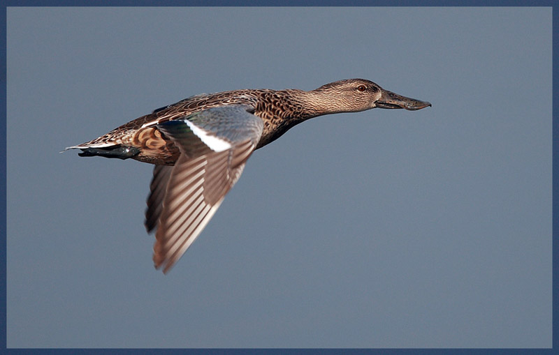 Northern Shoveler Female a.jpg