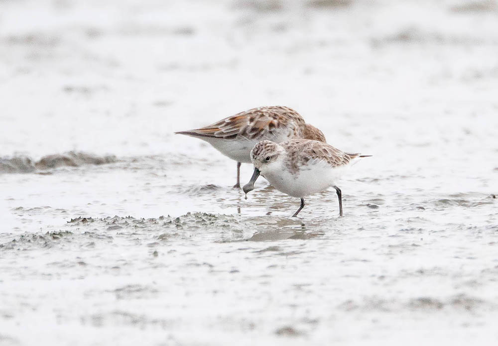 _62U2700spoon billed sandpiper copy.jpg