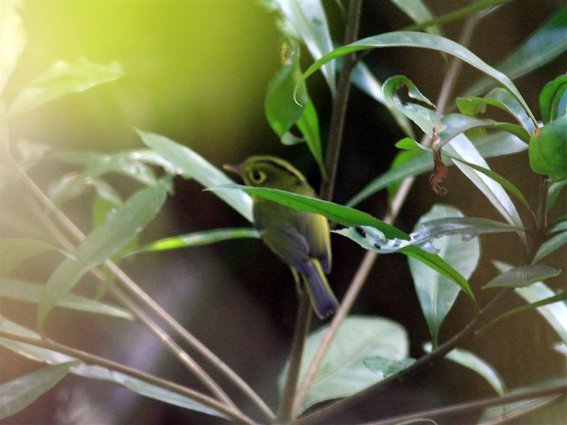 White-spectacledWarbler_TaiPoKau_20Jan08_SYH_2 (Medium).jpg