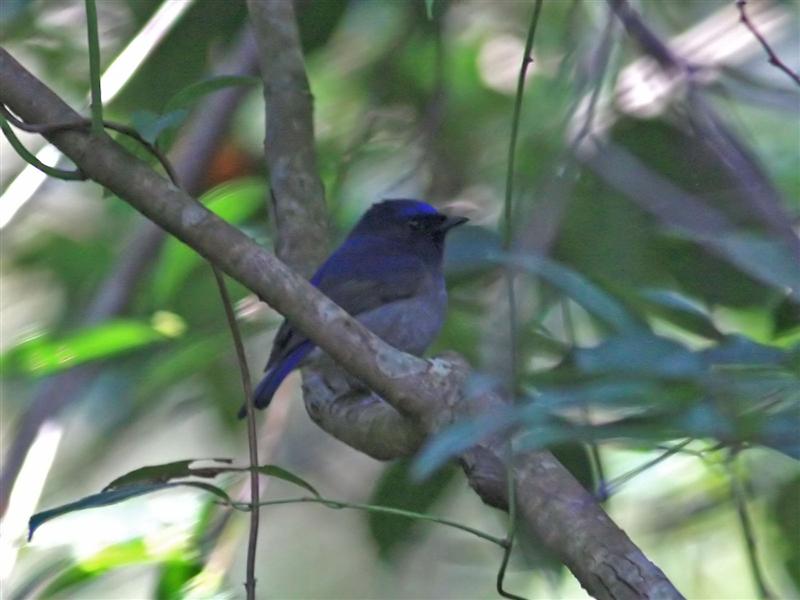 SmallNiltava_TaiPoKau_20Jan08_SYH_3 (Medium).jpg