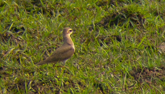 DSCN3704 Oriental Plover I.jpg