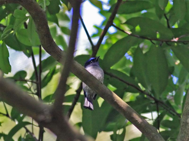 SmallNiltava_TaiPoKau_20Jan08_SYH_1 (Medium).jpg