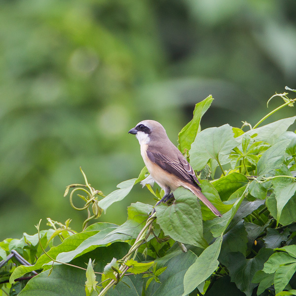 Brown-shrike-HKBWS.jpg